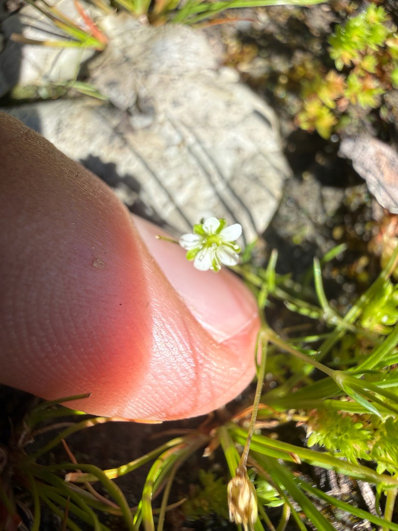 Sagina decumbens subsp. occidentalis