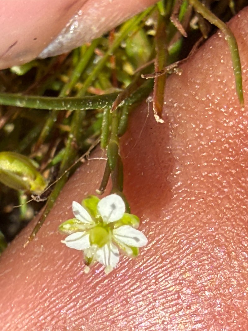 Sagina decumbens subsp. occidentalis photo 3