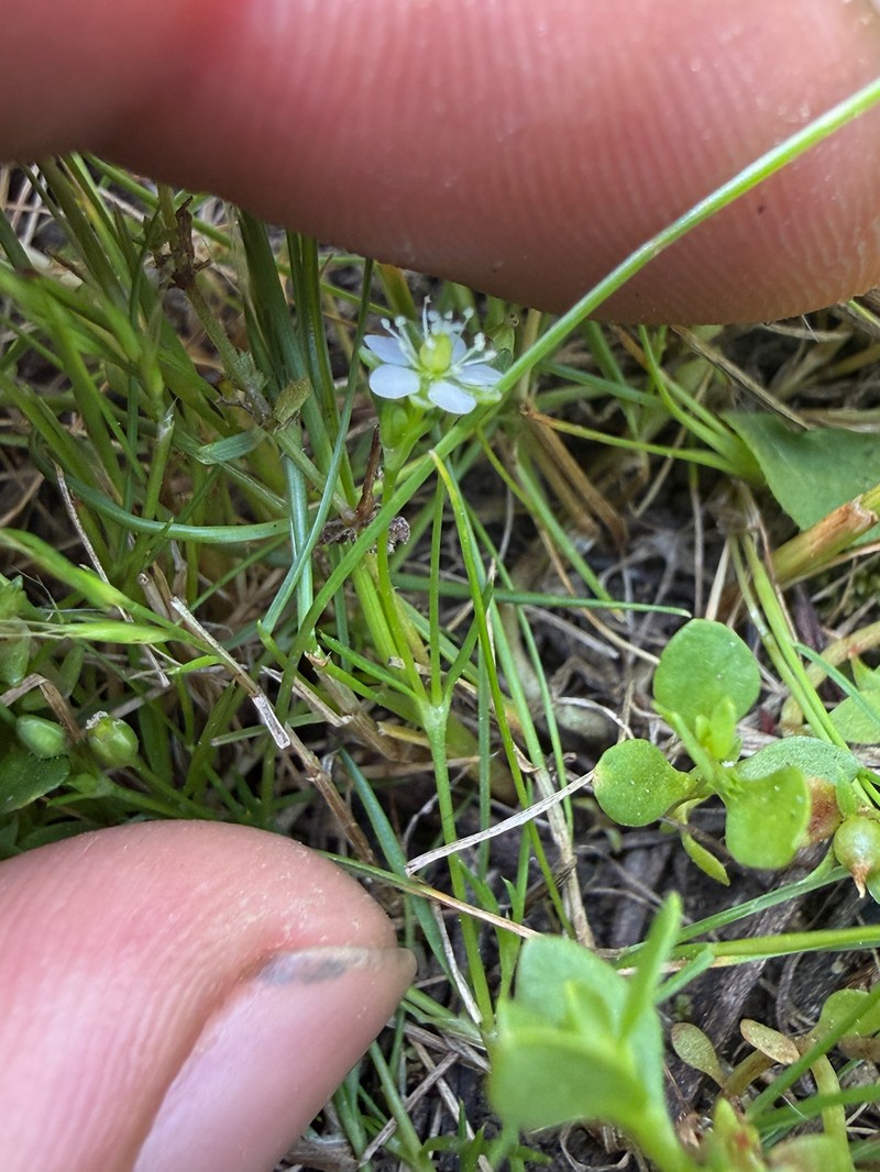 Sagina decumbens subsp. occidentalis photo 4
