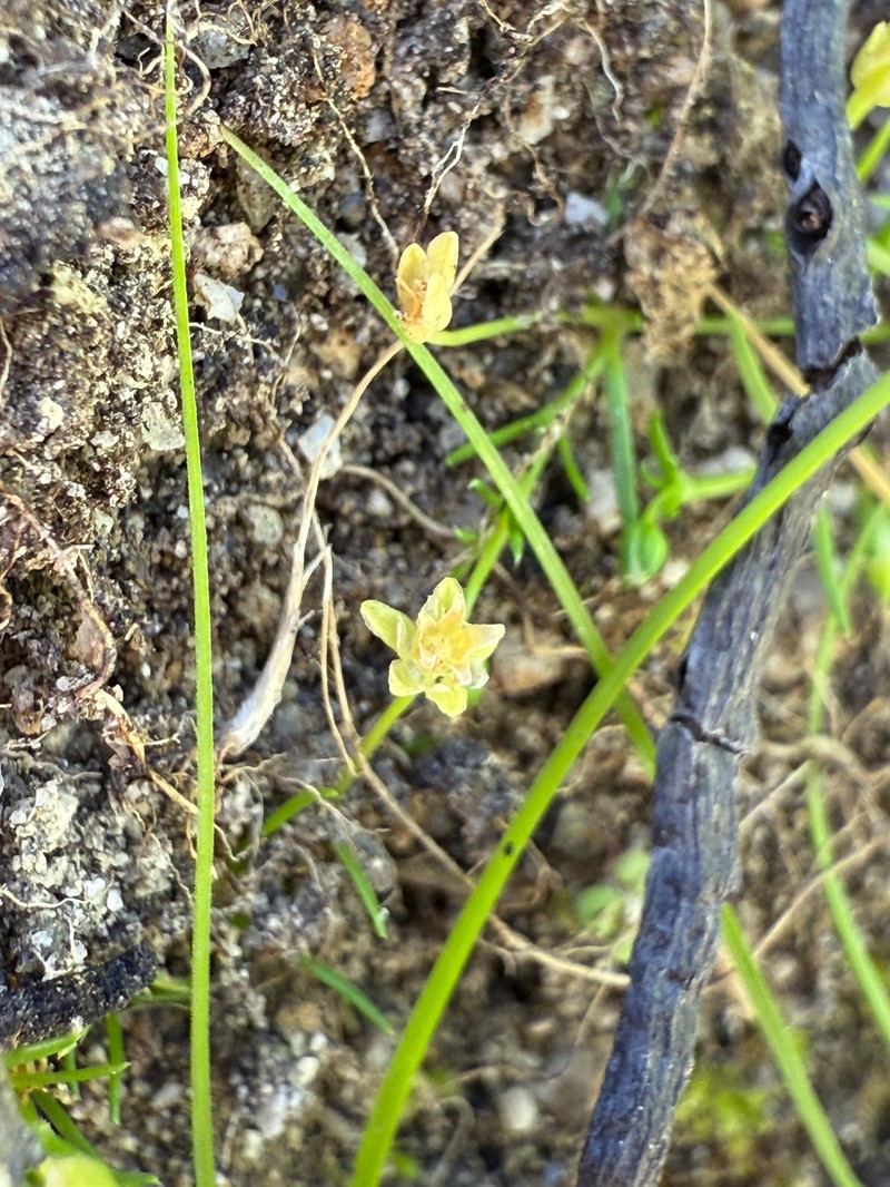 Sagina decumbens subsp. occidentalis photo 5