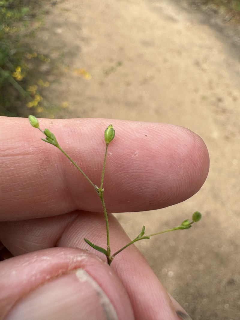 Sagina decumbens subsp. occidentalis photo 6