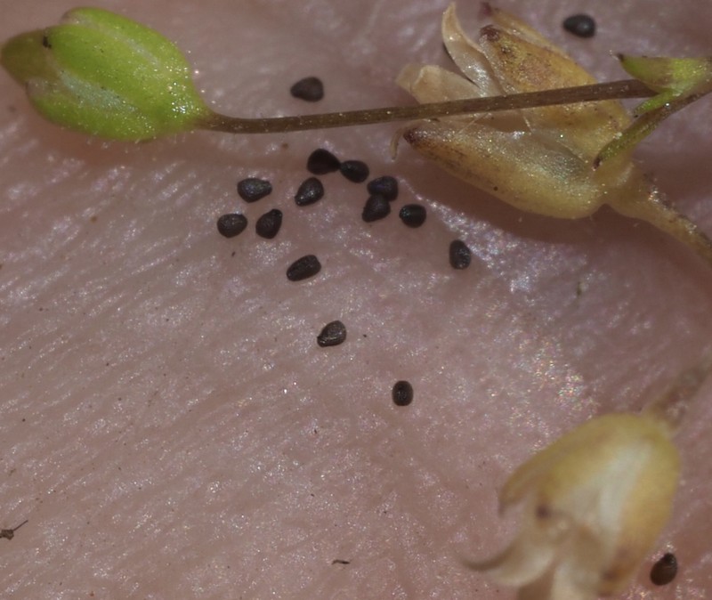 Sagina decumbens subsp. occidentalis photo 7