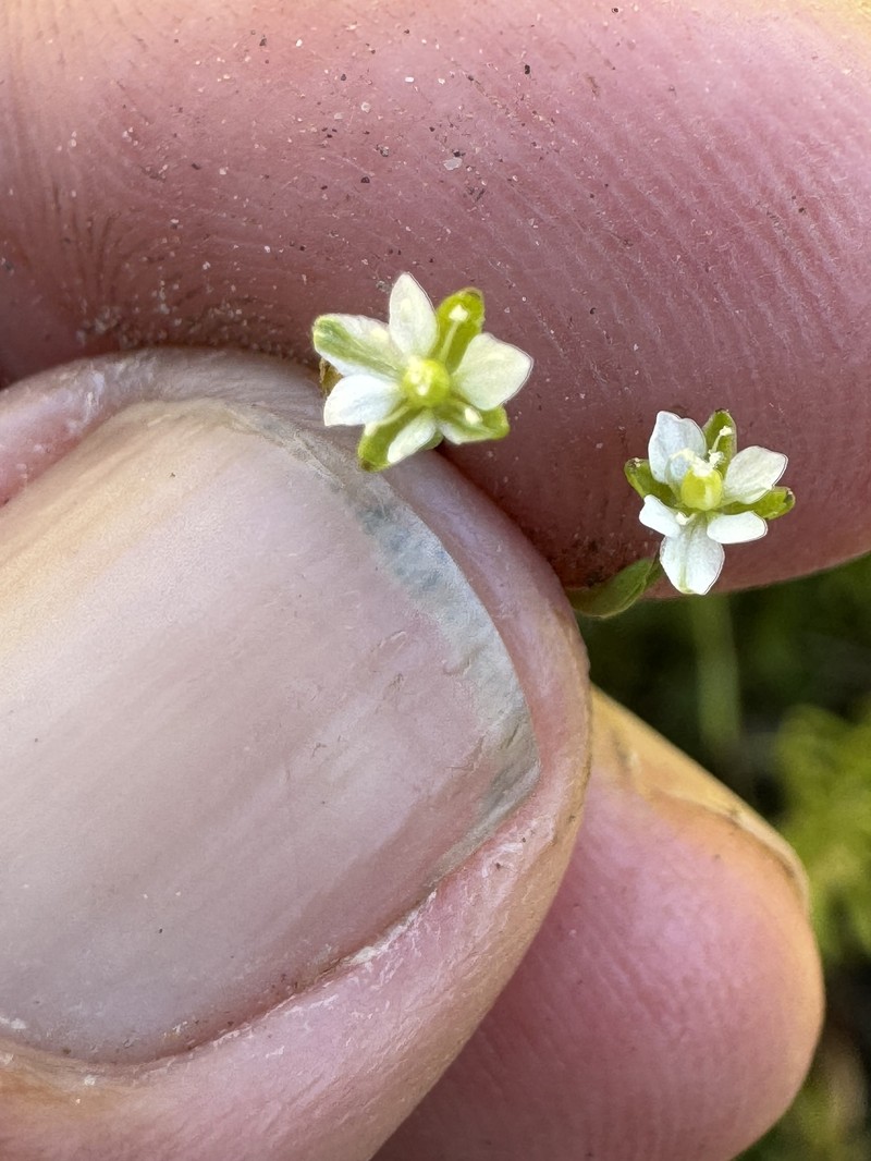 Sagina decumbens subsp. occidentalis photo 8
