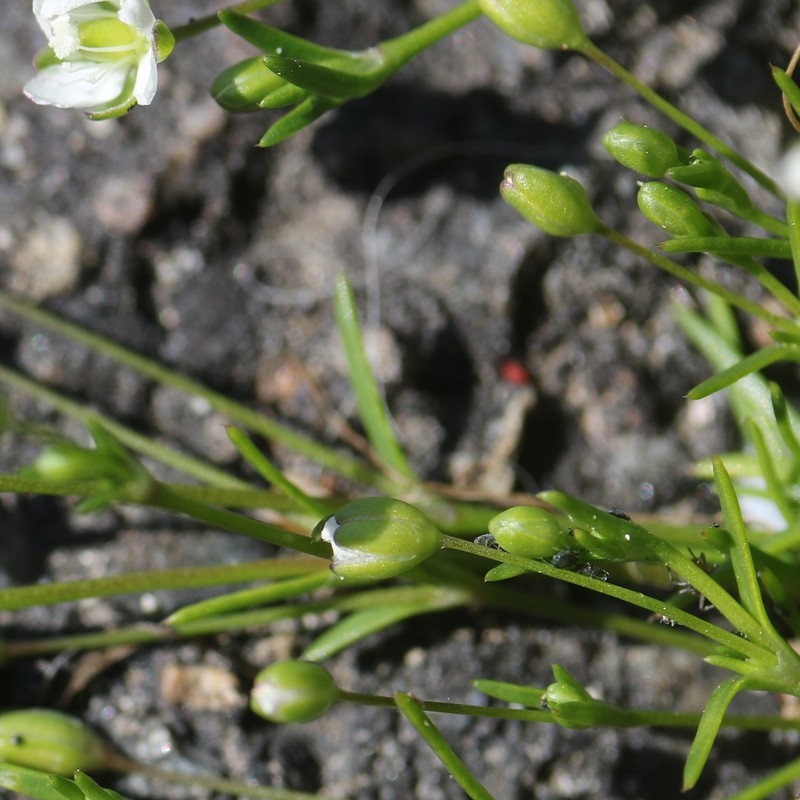 Japanese Pearlwort photo 4