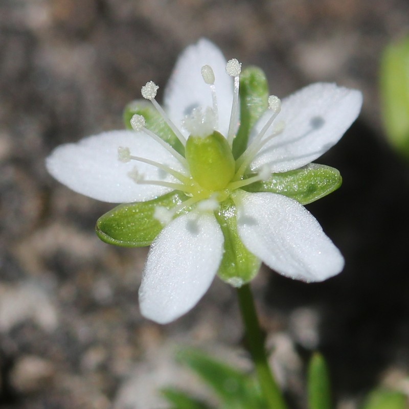 Japanese Pearlwort photo 5