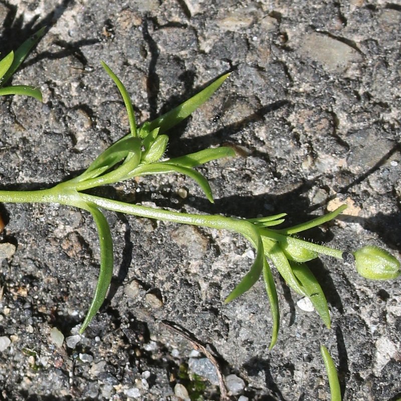 Japanese Pearlwort photo 6