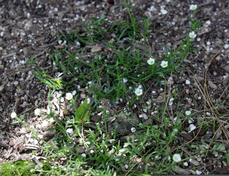 Japanese Pearlwort photo 7