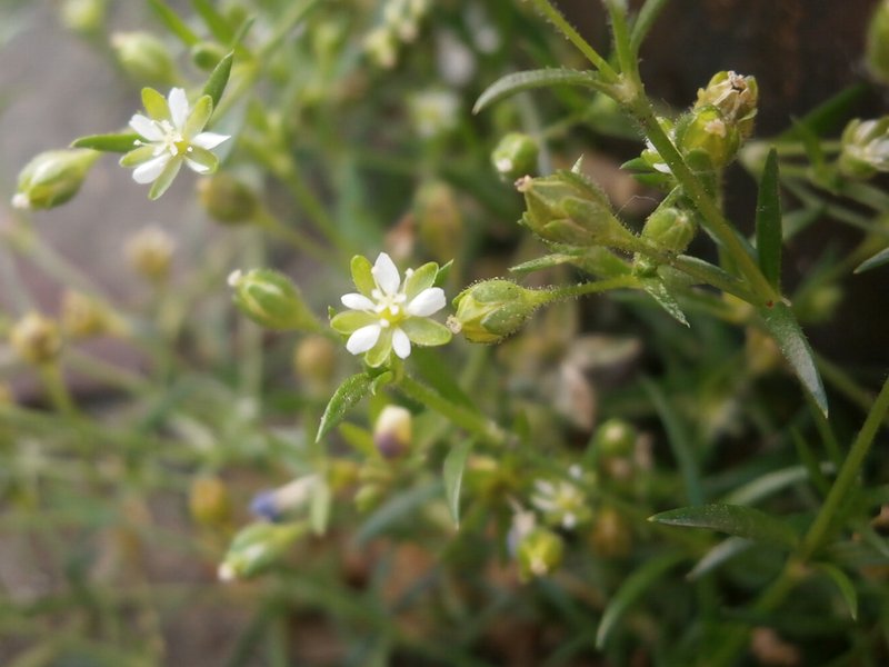 Japanese Pearlwort photo 8