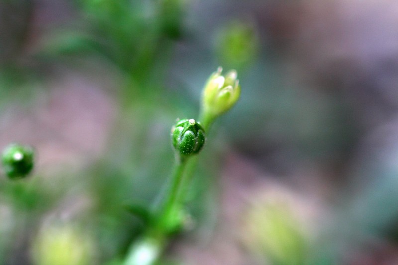 Japanese Pearlwort photo 2