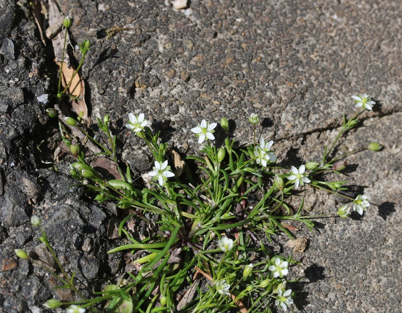 Japanese Pearlwort