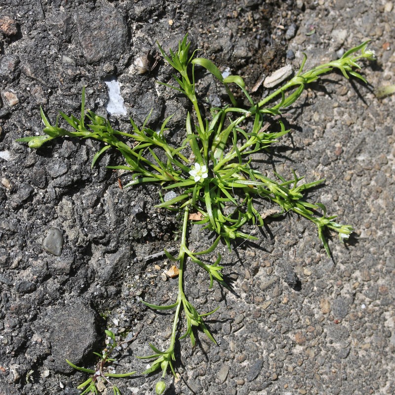 Japanese Pearlwort photo 3