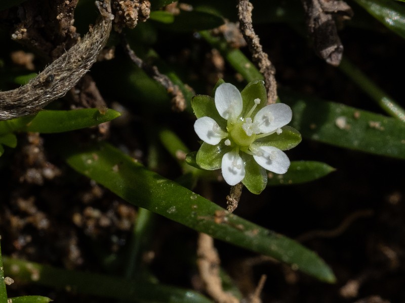 Stickystem Pearlwort