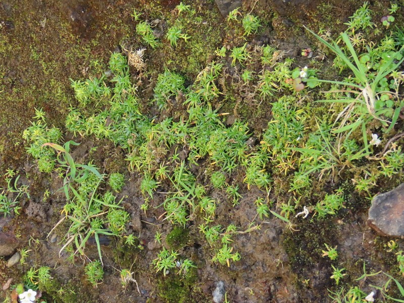 Stickystem Pearlwort photo 3
