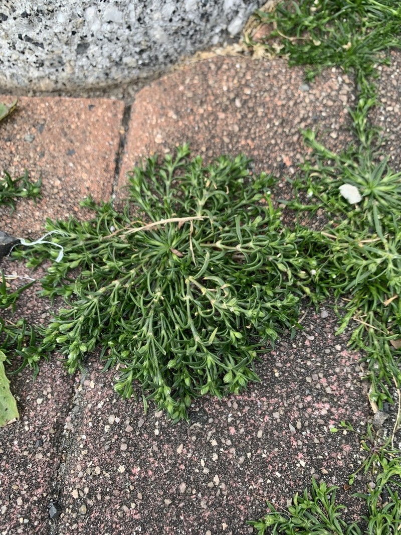 Stickystem Pearlwort photo 4