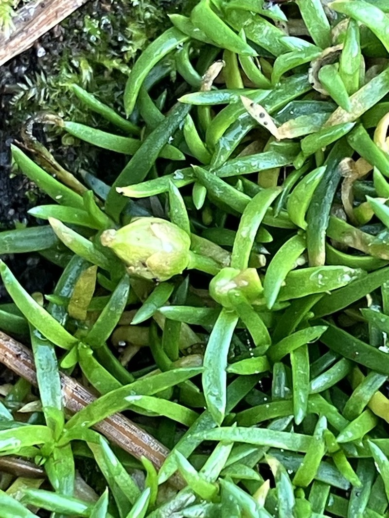 Stickystem Pearlwort photo 5