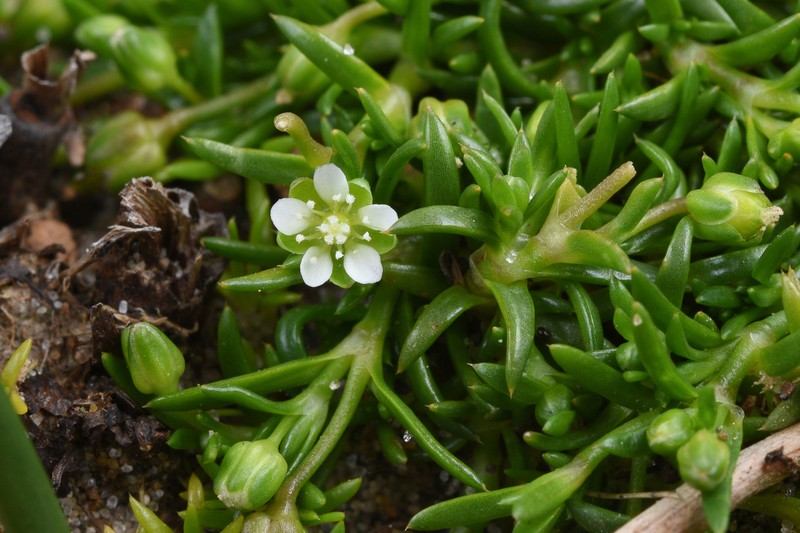 Stickystem Pearlwort photo 6