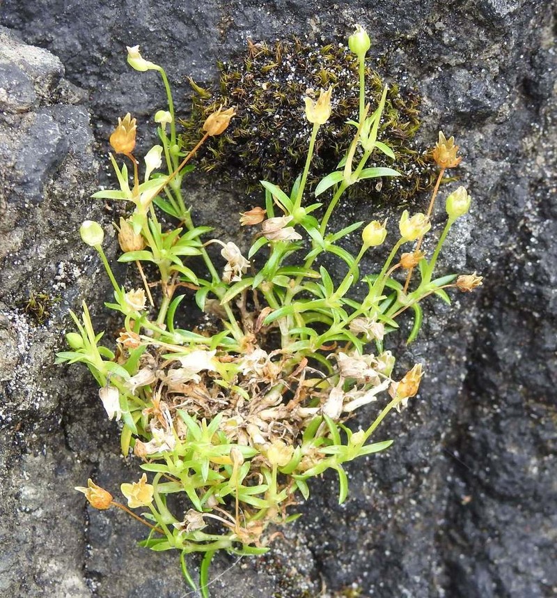 Stickystem Pearlwort photo 7