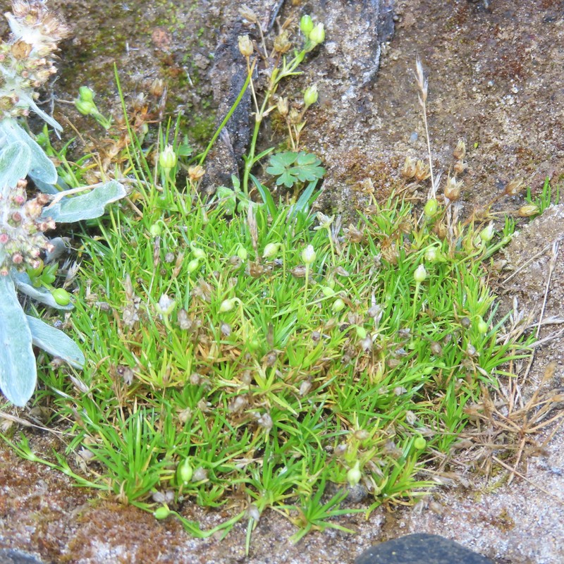 Stickystem Pearlwort photo 8