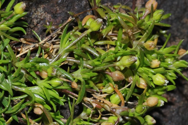 Sagina maxima subsp. crassicaulis