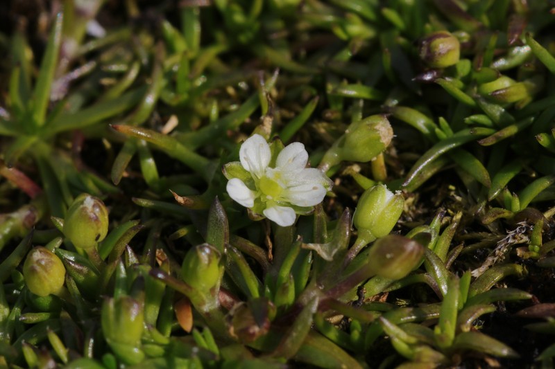 Sagina maxima subsp. crassicaulis photo 2