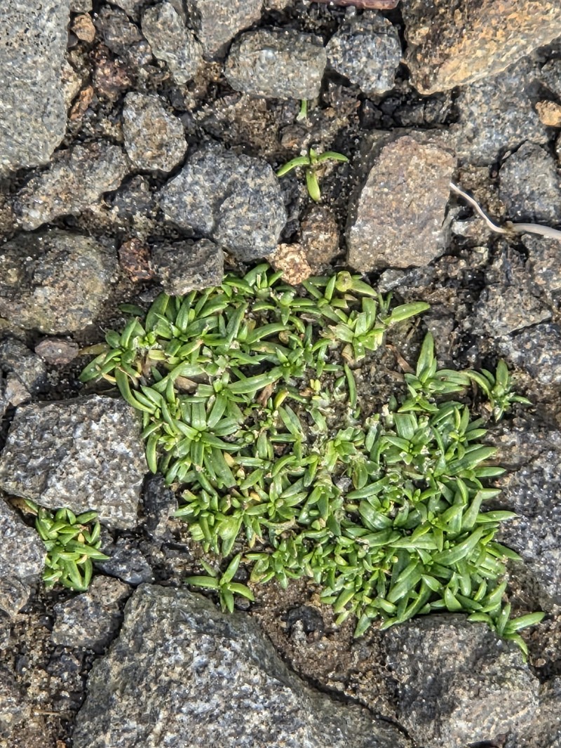 Sagina maxima subsp. crassicaulis photo 3
