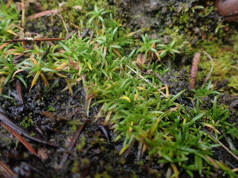 Sagina maxima subsp. crassicaulis photo 4