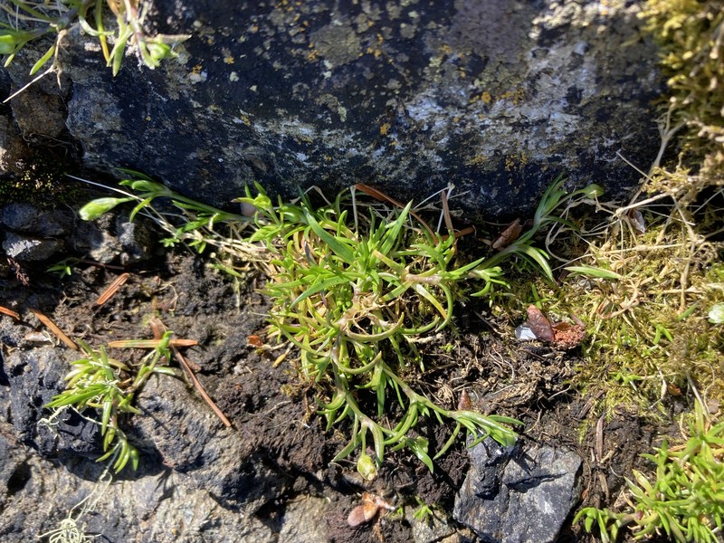 Sagina maxima subsp. crassicaulis photo 5
