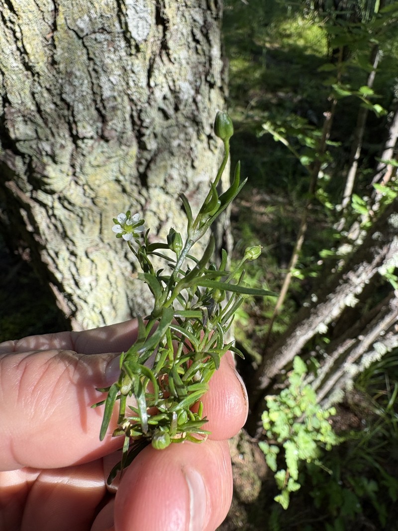 Sagina maxima subsp. crassicaulis photo 6