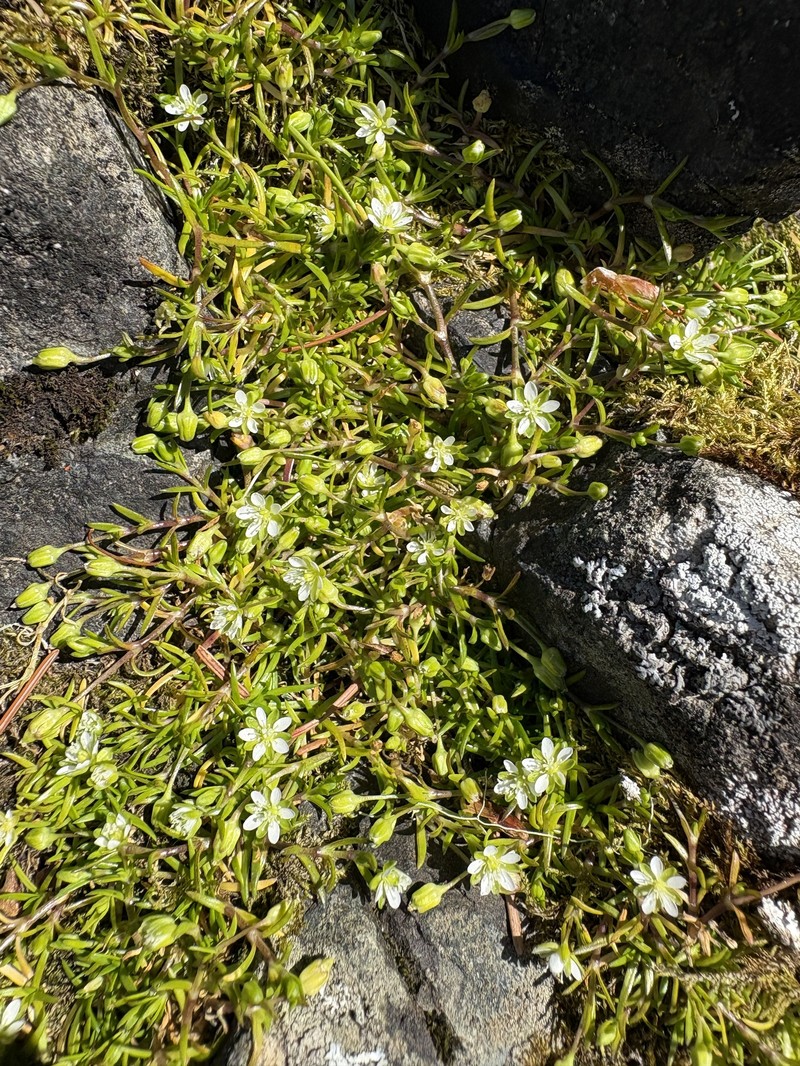 Sagina maxima subsp. crassicaulis photo 7