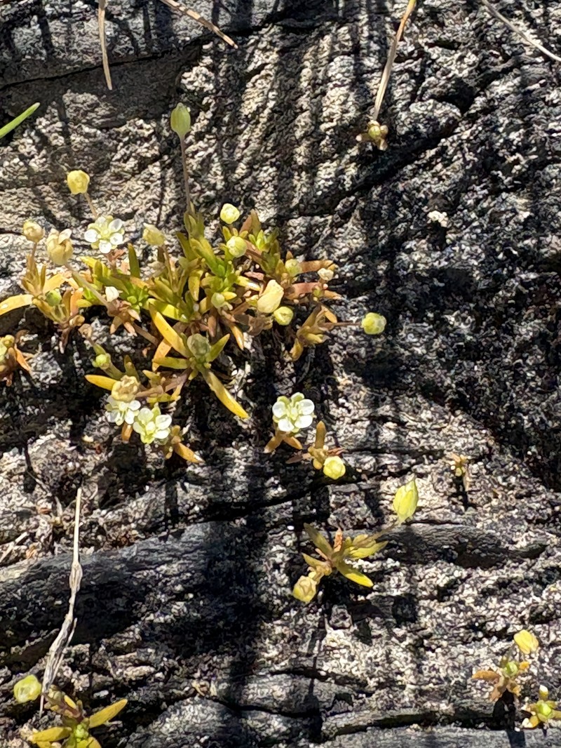 Sagina maxima subsp. crassicaulis photo 8