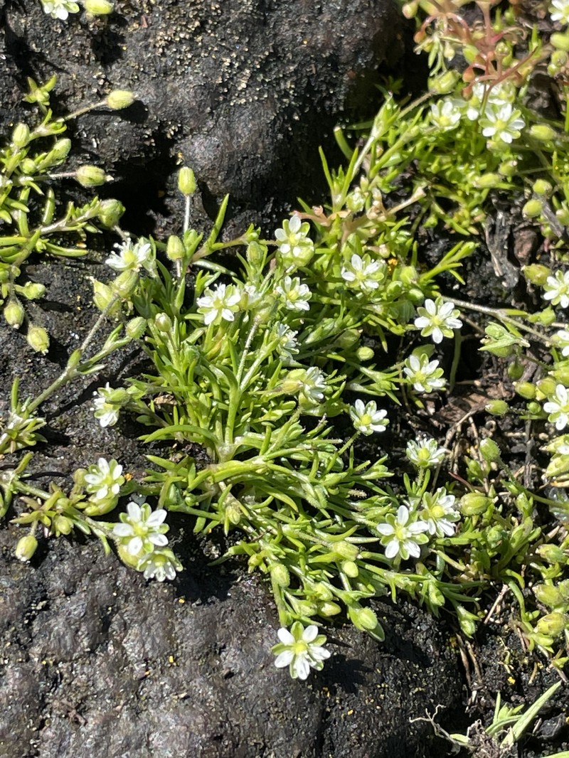 Sagina maxima subsp. maxima