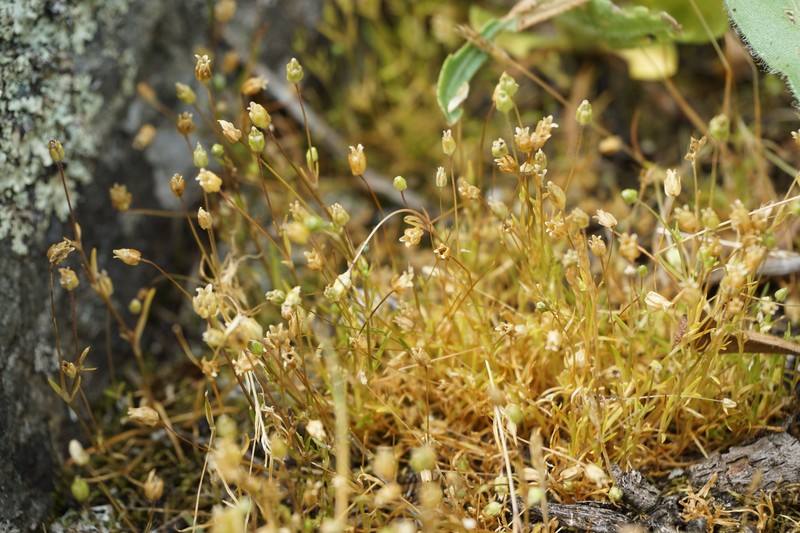 Sagina maxima subsp. maxima photo 2