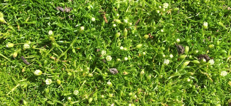Sagina maxima subsp. maxima photo 3