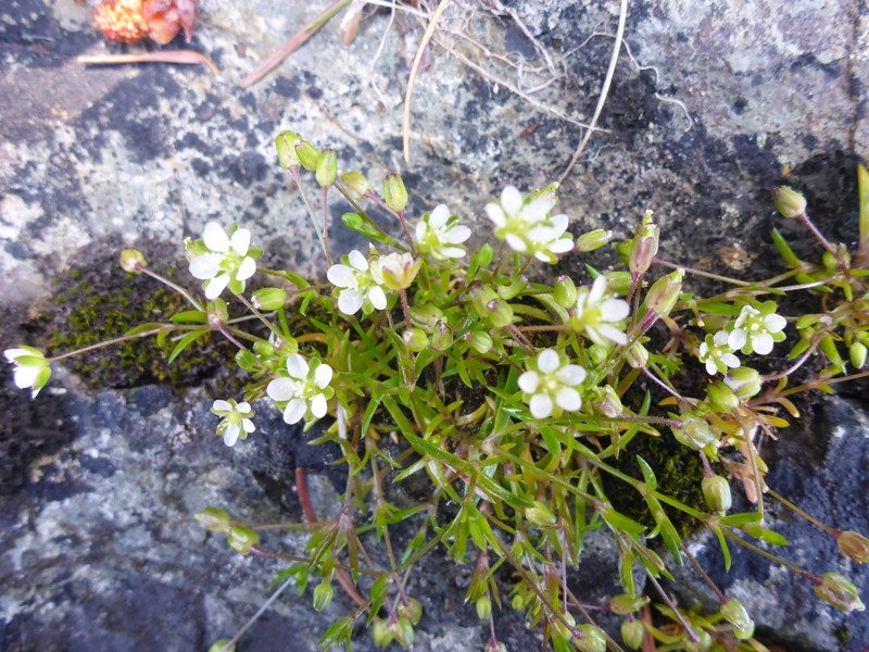 Sagina maxima subsp. maxima photo 4