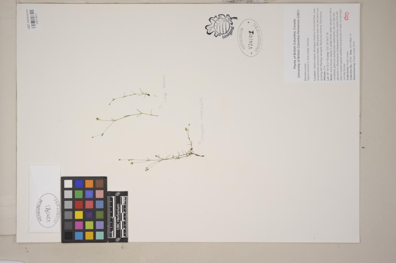 Sagina maxima subsp. maxima photo 5