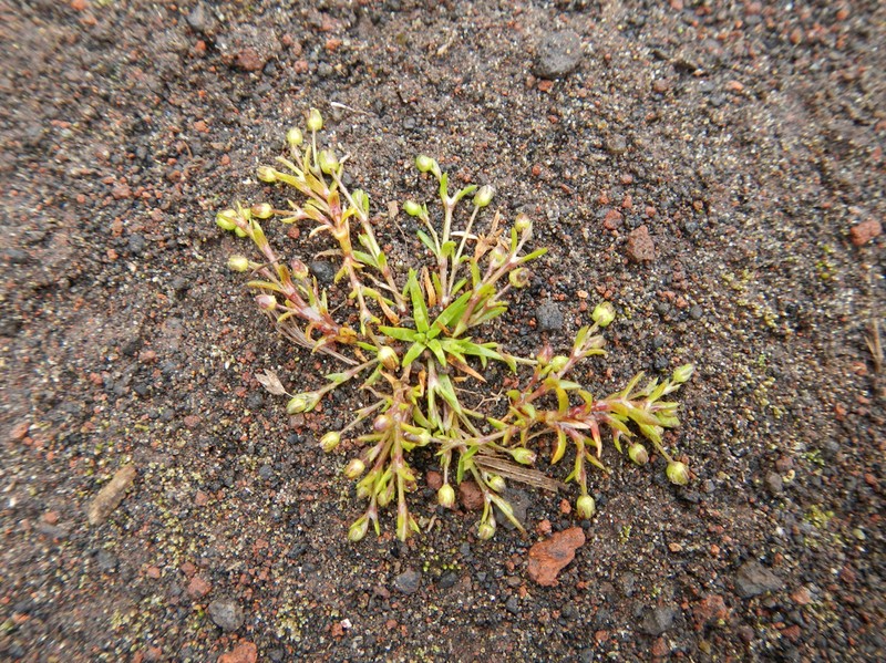 Snow Pearlwort