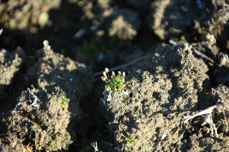 Snow Pearlwort photo 2