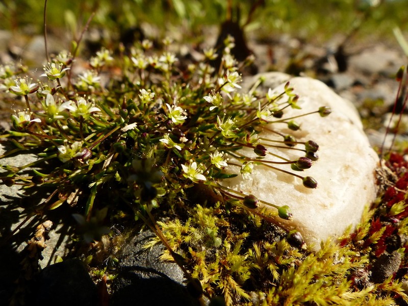 Snow Pearlwort photo 3