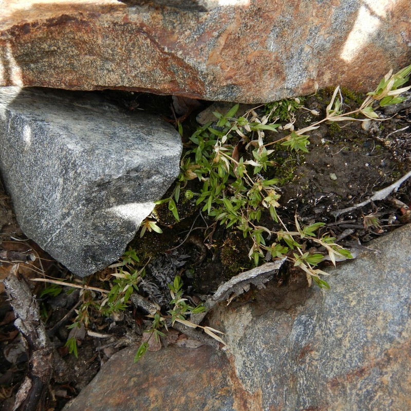 Snow Pearlwort photo 4