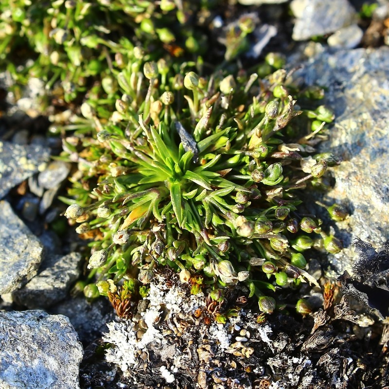 Snow Pearlwort photo 5