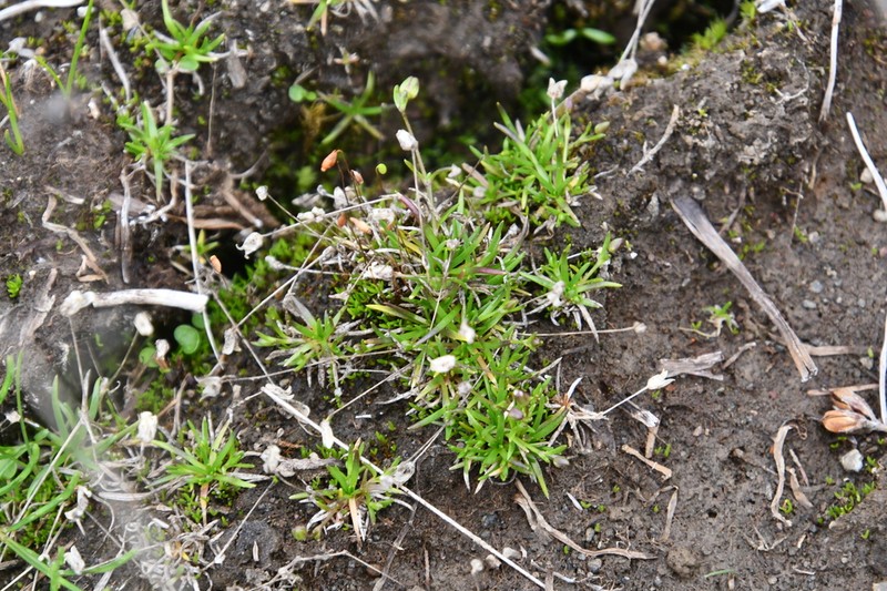 Snow Pearlwort photo 6