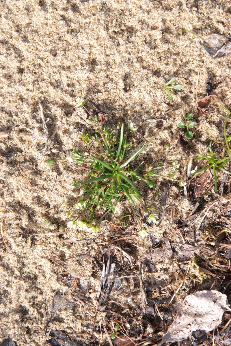Snow Pearlwort photo 7
