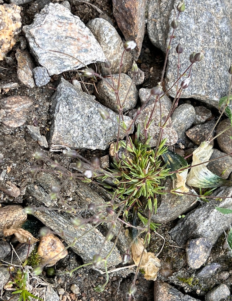 Snow Pearlwort photo 8