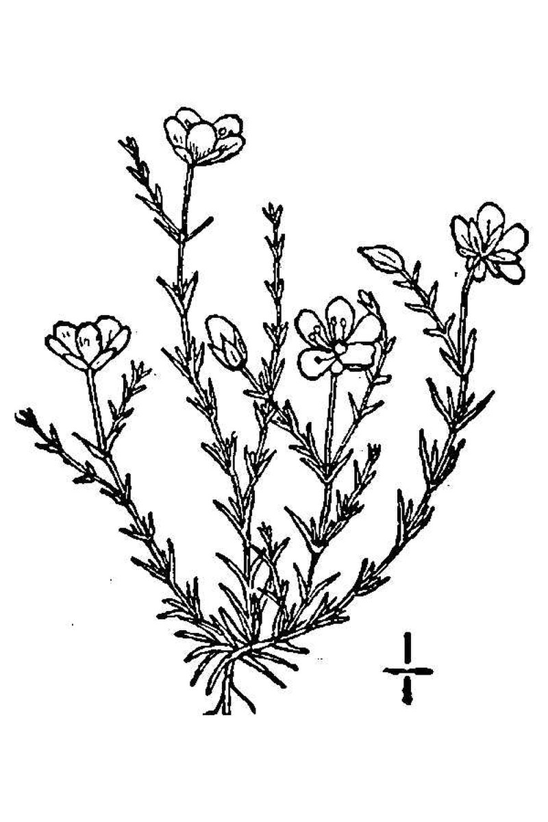 Knotted Pearlwort