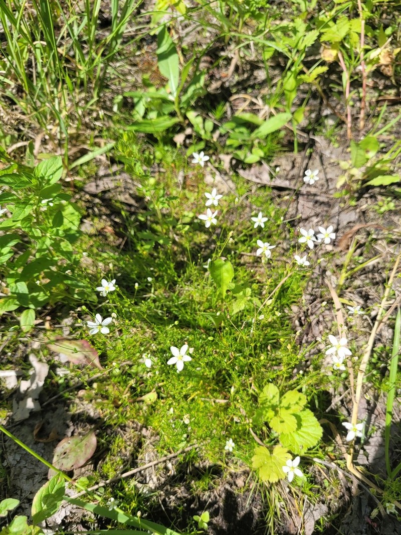 Knotted Pearlwort photo 3