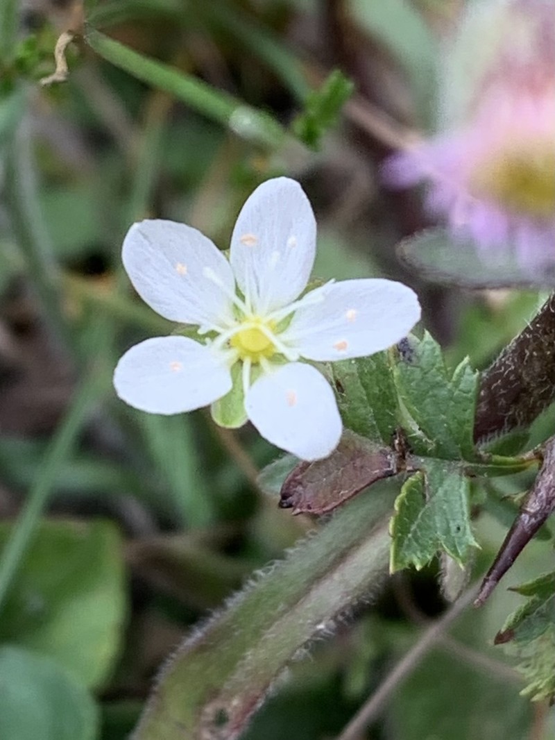 Knotted Pearlwort photo 4