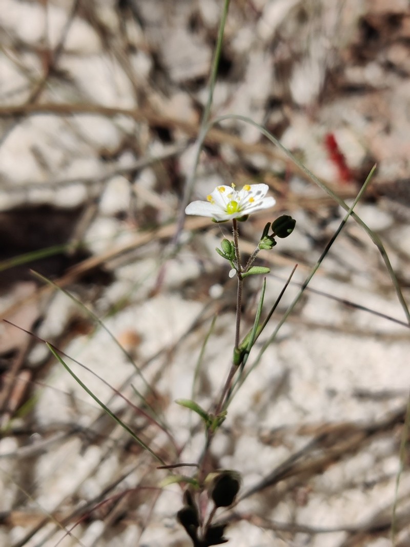 Knotted Pearlwort photo 5
