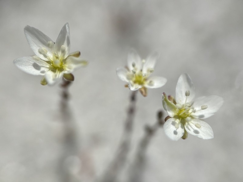Knotted Pearlwort photo 7