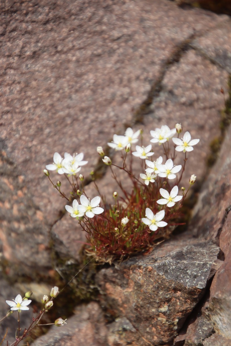 Sagina nodosa subsp. borealis