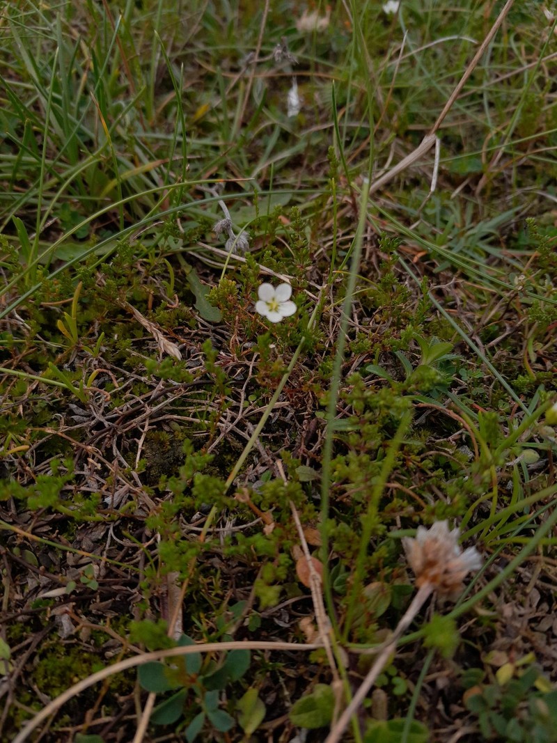 Sagina nodosa subsp. borealis photo 2